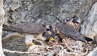 Peregrine feeds chick, 2 yell.jpg
