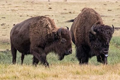 Bison pair in Lamar Valley.jpg