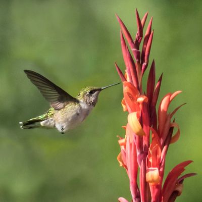 Hummer juv OA flies to flower.jpg