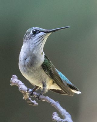 Hummer fledgling on branch, turns head.jpg