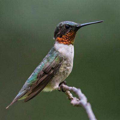 Hummer male on poses on branch.jpg