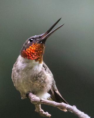 Hummer male opens beak, looks up on branch.jpg