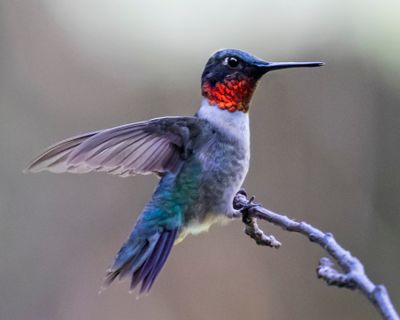 Hummer male landing on branch.jpg
