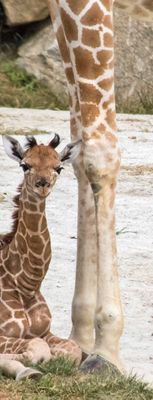 Giraffe baby sits by mom's legs.jpg