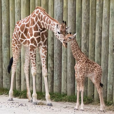 Giraffe leans head against baby's.jpg