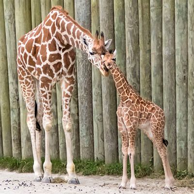 Giraffe snuggles baby.jpg