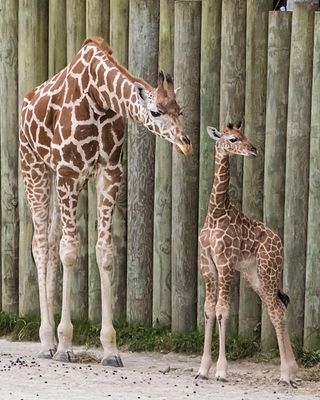 Giraffe watches baby.jpg