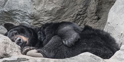 Black Bear lying down.jpg