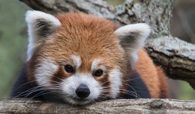Red Panda rests and stares.jpg