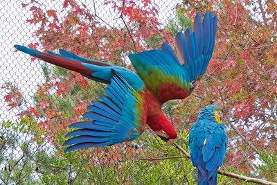 Macaw spreads wings out on fence.jpg