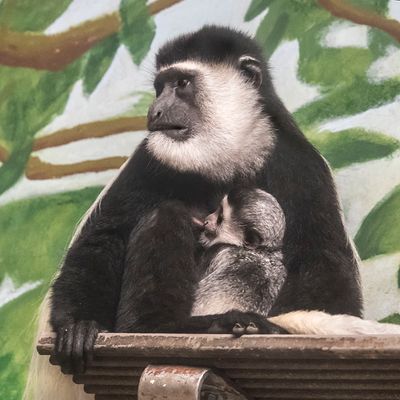 Colobus baby suckles mom.jpg