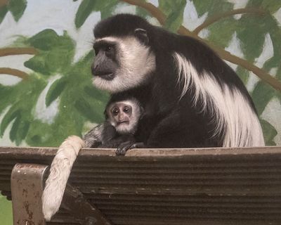 Colobus Monkey hugs baby.jpg