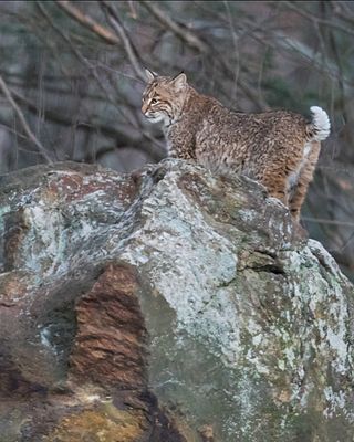Bobcat stands left, looks left.jpg