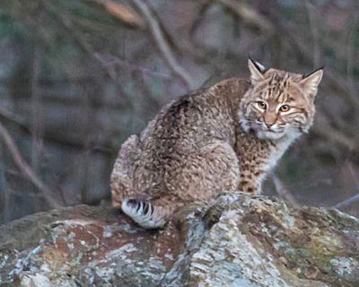 Bobcat sits on rock2.jpg