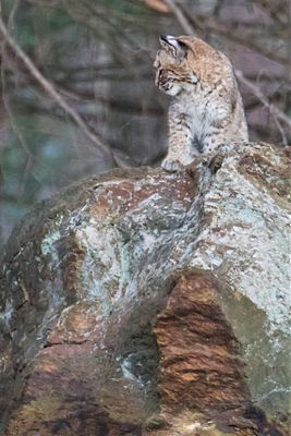 Bobcat sits and looks left on rock.jpg