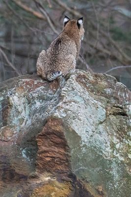 Bobcat sits on rock, faces back.jpg
