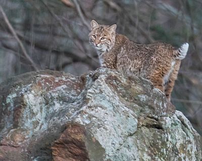 Bobcat stands left, faces forward.jpg