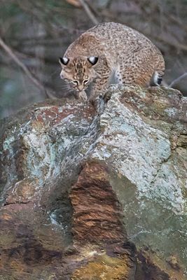 Bobcat walking forward on rock.jpg