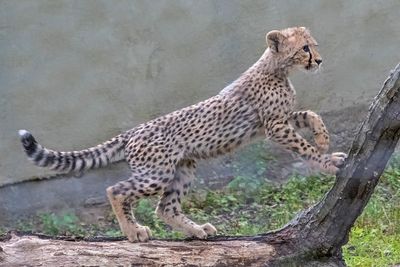 Cheetah Cub climbs on log.jpg