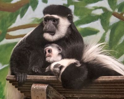 Colobus baby leans on mom as dad watches lying down.jpg