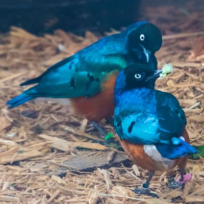 Superb Starling pair at zoo.jpg
