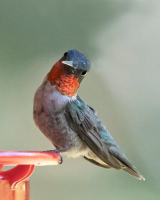 Hummer male looks forward on feeder.jpg