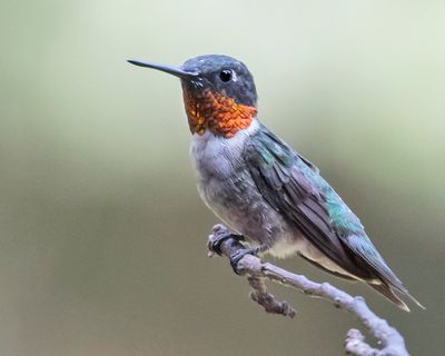 Hummer male poses on branch.jpg