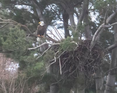 KZ sits by Arlington nest.jpg