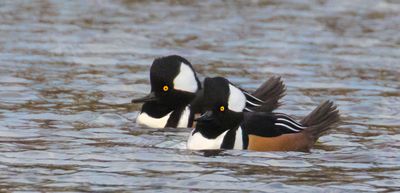 Hooded Merg males together.jpg