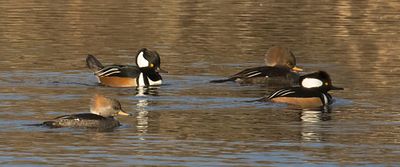 Hooded Merg pairs.jpg