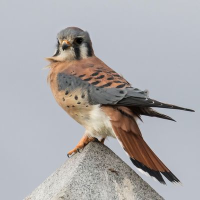 Kestrel looks poses as wind blows feathers.jpg