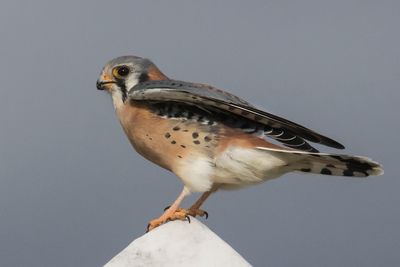 Kestrel about to take off.jpg