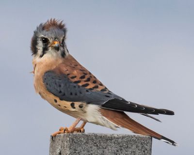 Kestrel with wind blown crest.jpg