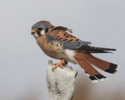 Kestrel with tail split and wide.jpg