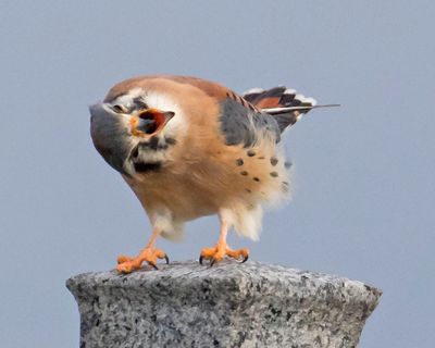 Kestrel tries to eject bad piece in mouth.jpg