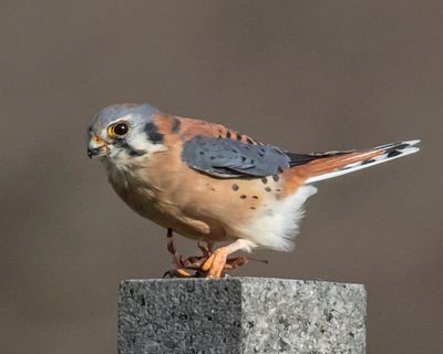 Kestrel holds cricket on monument.jpg