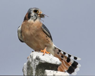 Kestrel with big cricket.jpg