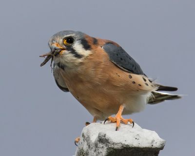Kestrel faces forward with cricket.jpg