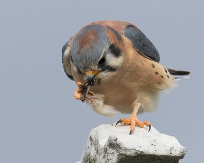 Kestrel starts to eat the cricket.jpg