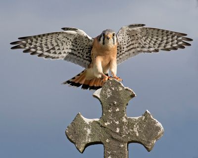 Kestrel landing on monument with wings spread.jpg