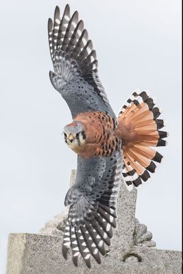 Kestrel flies from monument.jpg