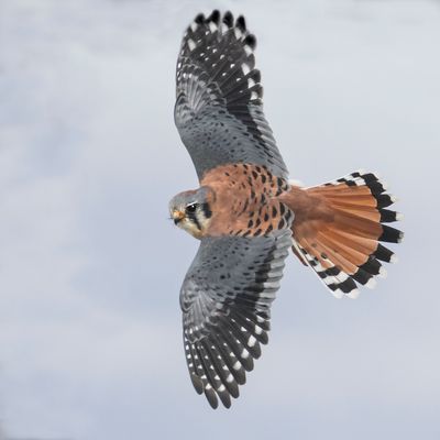 Kestrel flying left, cloned top wing.jpg
