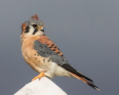 Kestrel looks right, wind blows top feathers.jpg