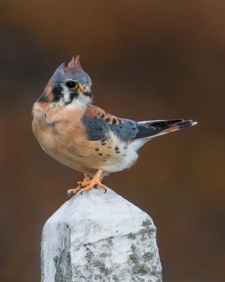 Kestrel looks right, brown bkgd, windblown.jpg