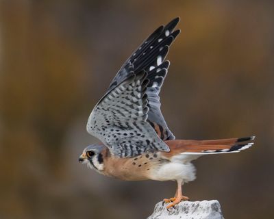 Kestrel starts to take off from monument.jpg