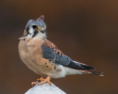 Kestrel brown bkgd,windblown 2.jpg
