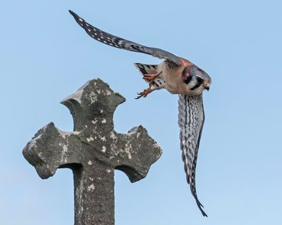 Kestrel flies from cross monument.jpg