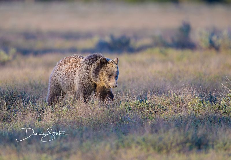 Female 2year old Grizzly