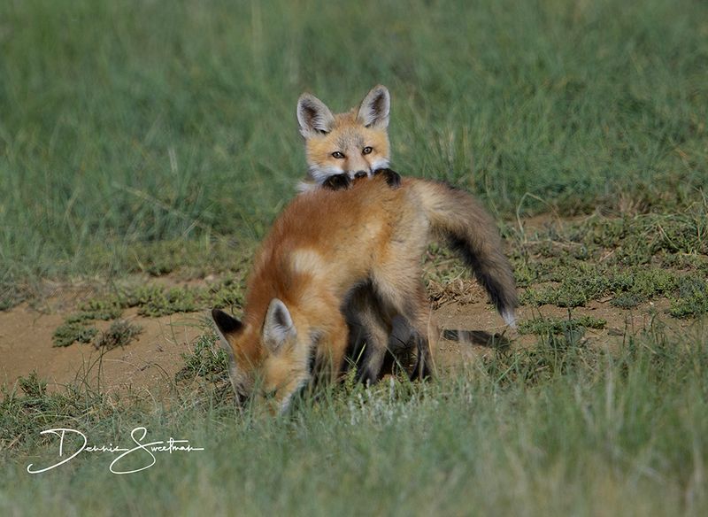Red Foxes