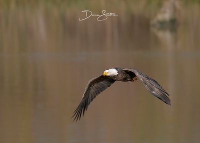 Normandy Eagle on the bayou